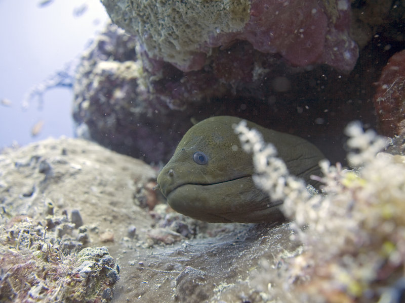 Moray eel, Turtle Tomb